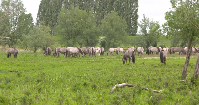 Konik herd in Dutch river landscape. Stallion exhibits the flehmen response (lip curling) to gather and interpret female scents