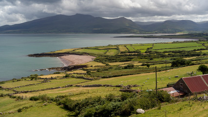 View of sheep's grazing on pasture of Irish sea from Brandon Point, Murirrigane, Brandon, County...