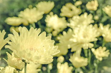 Vintage style of  Selective focus of beautiful yellow flower with soft blurred bokeh background.