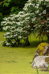 Obraz premium white flowering tree over bright green pond