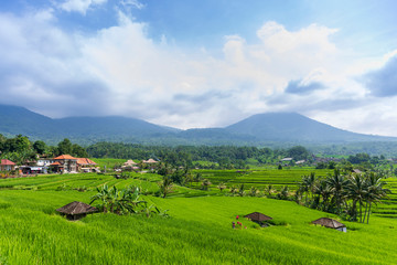 Obraz premium Green rice fields on Jatiluwih rice terrace near Ubud on Bali island, Indonesia