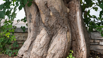 trunk of a tree like human body