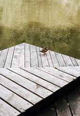 Duck on pier