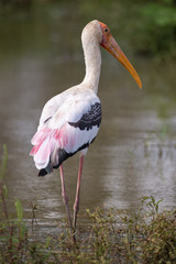 Buntstorch stelzt durch Uferbereich am See