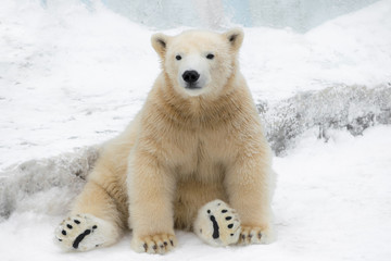 Funny polar bear. Polar bear sitting in a funny pose. white bear - obrazy, fototapety, plakaty