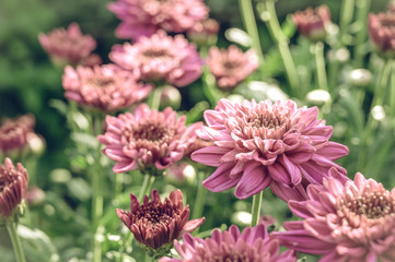 Vintage style of  Selective focus of beautiful pink or red flower with soft blurred bokeh background.