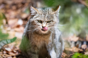 Wildkatze im Wald mit Zunge
