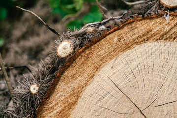Cut of old trunk . The core of tree consist of growth rings and deep cracks