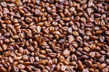 Grape plant seeds