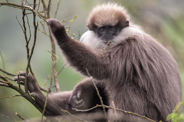 Weißbartlangur auf Baum