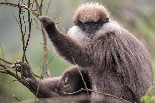 Wei&szlig;bartlangur auf Baum