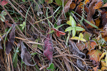 nettle frost rime