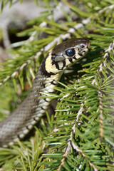 grass snake