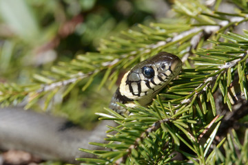 grass snake
