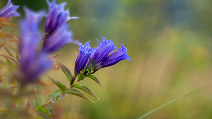 blue flower in garden