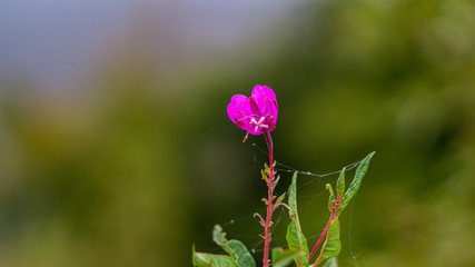flower on background of green grass