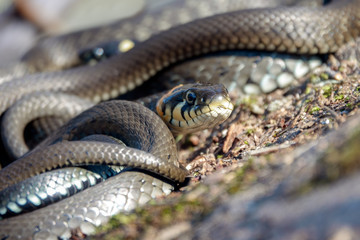 grass snake