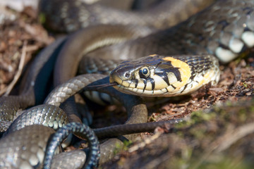 grass snake