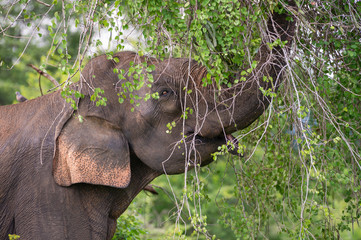Sri-Lanka-Elefant rupft Blätter vom Baum