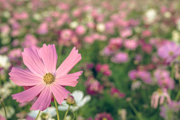 Vintage style of  Selective focus of beautiful pink flower with soft blurred bokeh background.