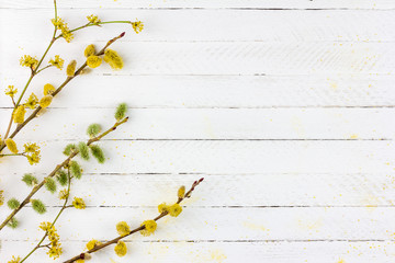 spring background of flowering willow twigs and dogwood on white wooden background with copy space