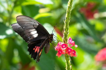 A Cattle Heart butterfly feeding on the pink Vervain flower with lush foliage in the background.