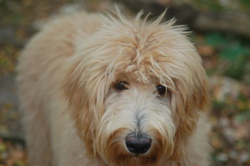 Crazy Hair Goldendoodle