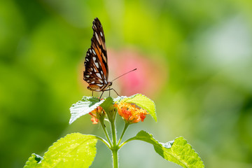 A Silver-spotted Flambeau butterfly feeding on a Lantana plant with a bright bokeh background.