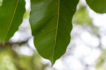 Close-up green leaf