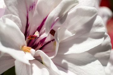 Macrophotography of a White tropical flower
