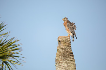 red shouldered hawk poses on his perch at sunset