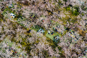Goryokaku park in springtime cherry blossom season ( April, May ), aerial view star shaped fort in sunny day. visitors enjoy the beautiful full bloom sakura flowers in Hakodate city, Hokkaido, Japan