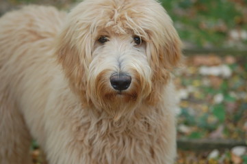Shaggy Dog