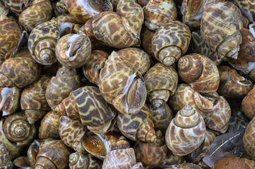 Fototapeta na wymiar Sweet shellfish ( Spotted babylon ) at seafood market.