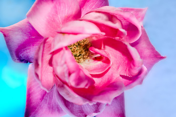 Macrophotography of a pink rose flower