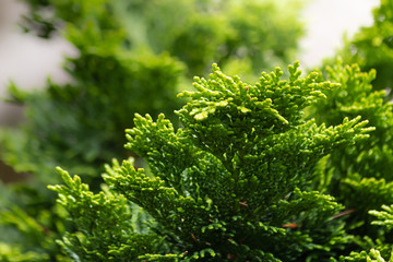 close up of bright green cedar leaves