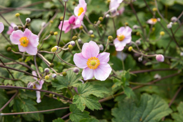 Obraz premium Pink flowers