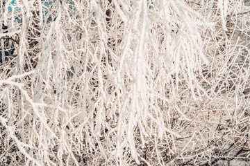 frozen ice branch macro. Frozen tree branch covered with hoarfrost and snow crystals. Extremely cold winter weather concept.