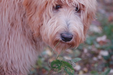 Goldendoodle Eating Leaf