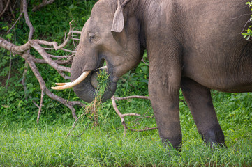 Sri-Lanka-Elefant frisst Grassbüschel
