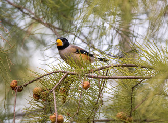 an Eophona personata bird on trees
