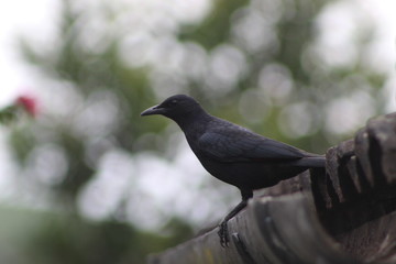 crow on branch