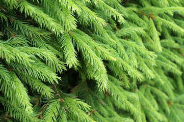 Green needles of young fir tree in forest.