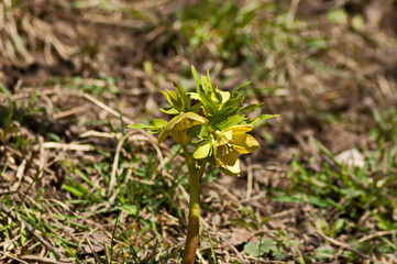 The light-green flowers of the black-and-white Helleborus, the Christmas rose or the lean rose, one of the first flowers of springtime, Teteven, Bulgaria 