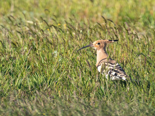 Eurasian hoopoe