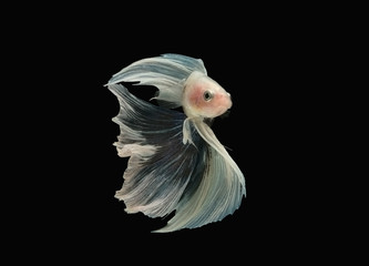 Fancy thai black white betta spreading fin and long tail dress swimming. Siamese fighting fish isolated black background. Close up and focus selection Colorful freshwater fishes with CLIPPING PATH