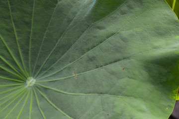 closeup of lotus green leaf