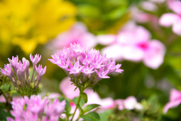 close up tiny pink flower in the garden