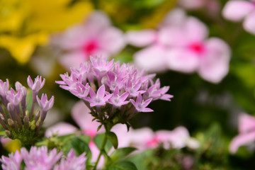 pink flowers in the garden