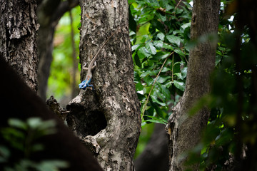 trunk of a tree and a colourful lizard